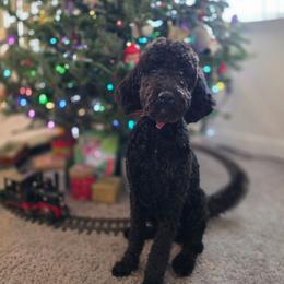 Asiago boy 5 - Black and white male Bernedoodle puppy in Tampa, Florida from TOP NOTCH PUPS- BERNEDOODLE BREEDER
