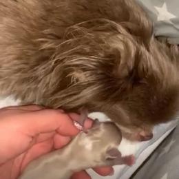 Fawn and cream - Chihuahua
