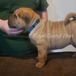 Angel - Fawn female Chinese Shar-Pei puppy in Columbus, Indiana from Royal Guard Shar Pei