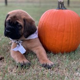 Mastiff Puppies from Red River Mastiff