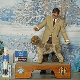 Lagotto Romagnolo Puppies from Northwest Lagotto