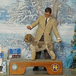 Lagotto Romagnolo Puppies from Northwest Lagotto