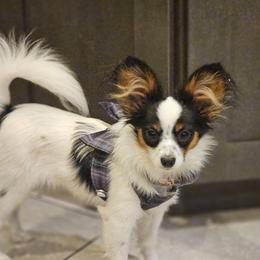 Tiffy - Papillon
