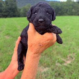 Sage - Black female Goldendoodle puppy in Jasper, Georgia from Harrington Doodles & Poodles