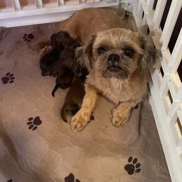 Daisy - Shih Tzu
