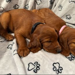 Brody - Mahogany male Irish Setter puppy in Orem, Utah from Rocky Mountain Irish Setters