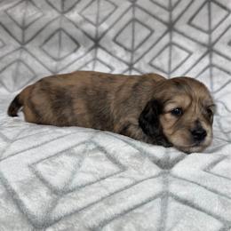 4300, Silky Wire, Cream Brindle Dapple Girl 1, Pet Only - Dapple female Dachshund puppy in Pauls Valley, Oklahoma from Simply Happy Dachshunds