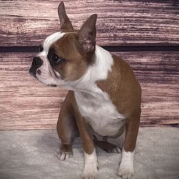 Boston Terrier puppies from H & H Boston Terriers