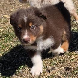 Barcelo 4 - Red tri-color male Australian Shepherd puppy in Solon, Maine from Mountain Range Australian Shepherds