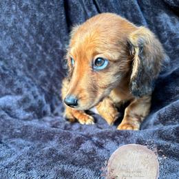 Dachshund Puppies from CSW Dachshunds