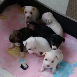 Chihuahua Puppies from Ay Chihuahua's