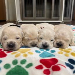 Make Pick 1 - Light golden male Golden Retriever puppy in Piedmont, South Carolina from The Farm at Saluda Ridge