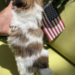 Girl 3 - Liver and white female Shih Tzu puppy in Troy, Michigan from "Shihtzu Best Friend"