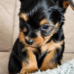 Boy 2 - Black and tan male Yorkshire Terrier puppy in Belen, New Mexico from J&M Yorke Farm