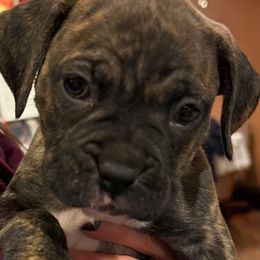 White Collar Girl - Brindle female Boxer puppy in East Longmeadow, Massachusetts from Boxer Bliss
