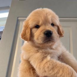 5th pick boy - Golden male Golden Retriever puppy in Fresno, California from Warwick’s Central California Goldens