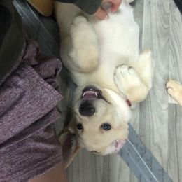 Labrador Retriever Puppies from Jewell Labradors