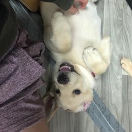 Labrador Retriever Puppies from Jewell Labradors