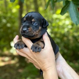Boy - Brown Collar - Doberman Pinscher puppy from Wizard Ost Revolution kennel
