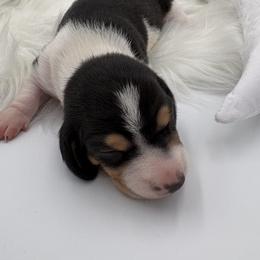 Toro - Piebald male Dachshund puppy in Brownsville, California from Pine & Pasture Dachshunds
