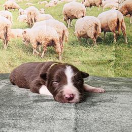 Sir Ritchfield - White and red male Border Collie puppy in Avilla, Indiana from Borderline Kennels