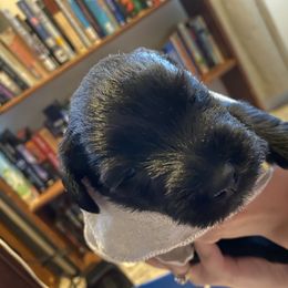 Miniature Schnauzer and Poodle Puppies from Bits & Bytes Farm