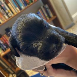 Miniature Schnauzer and Poodle Puppies from Bits & Bytes Farm
