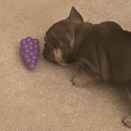 French Bulldog Puppies from Elm Frenchie Quarters