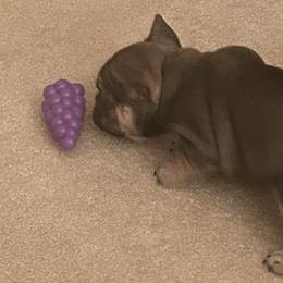 French Bulldog Puppies from Elm Frenchie Quarters