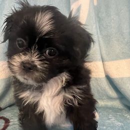 Orange collar - Benji - Black and white male Shorkie puppy in Mays Landing, New Jersey from Fancy Paws Shorkies & Shih Tzus