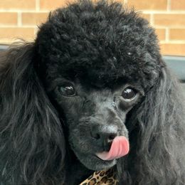 Onyx - Poodle