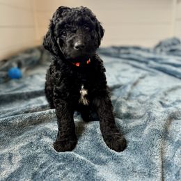 Cafe - Black & white male Australian Shepherd puppy in Columbia Falls, Montana from Firefly Horse Co Wellness Retreat Center