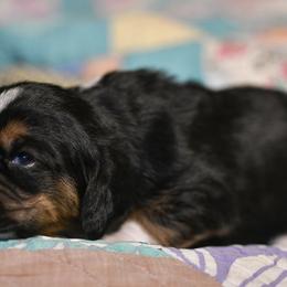 Malina - Black white and brown female Basset Hound puppy in Knoxville, Tennessee from Well Hounded Bassets