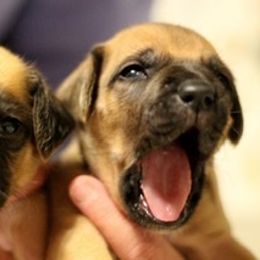 Rhodesian Ridgeback Puppies from Lyonnese Rhodesian Ridgebacks