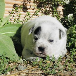 Dimitri - Blue male Australian Cattle Dog puppy in Redding, California from Lone Pine Kennel