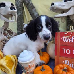 Edmund - Piebald male Dachshund puppy in Pocasset, Massachusetts from Dachs of the Bay