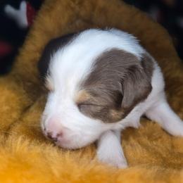 Cranberry - Red tri-color female Australian Shepherd puppy in Russellville, Kentucky from Page Family Homestead