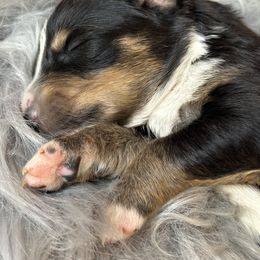 Australian Shepherd Puppies from Annie's Aussies
