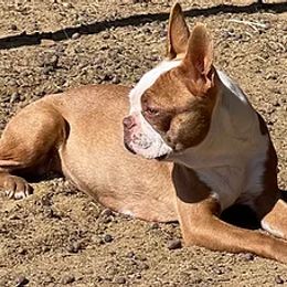 Boston Terrier All Grown Up from Crazy HART Boston Terriers