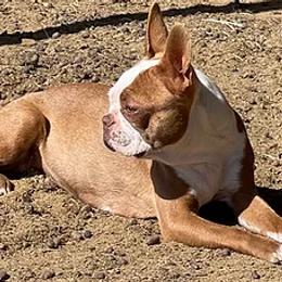 Boston Terrier All Grown Up from Crazy HART Boston Terriers