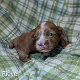 Fievel - Red and white male Cockapoo puppy in Sunset, Louisiana from Cano Cockapoos