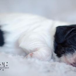 Cocker Spaniel Puppies from K & M Home Kennels