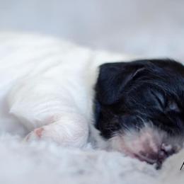 Cocker Spaniel Puppies from K & M Home Kennels
