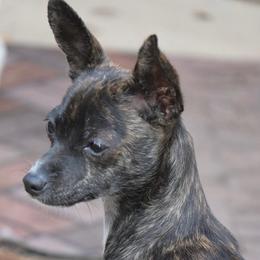 Betsey boop - Chocolate brindled fawn female Chihuahua puppy in Seneca, Missouri from Stephanie’s Puppy Colony