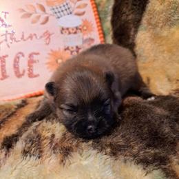 Boy1 - Wolf sable male Pomeranian puppy in Lore City, Ohio from Tonia's Pomeranians