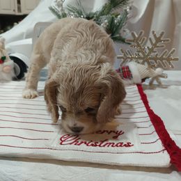 Cocker Spaniel Puppies from Hartwell Cocker Spaniel Kennel