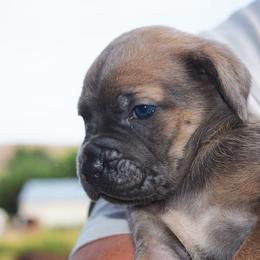 Pink Girl - Fawn female Cane Corso puppy in Emmett, Idaho from NorthWood’s Cane Corso