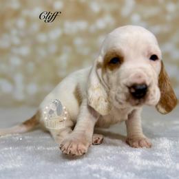 Cliff - Red and white male Basset Hound puppy in Dingess, West Virginia from Tuckers' Howling Hounds
