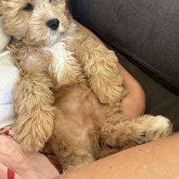 Cavapoo All Grown Up from WW Cavapoos
