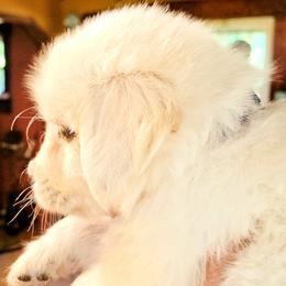 Golden Retriever Puppies from Fiddle In Gold Retrievers